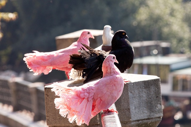 比赛压力固 比赛压力固